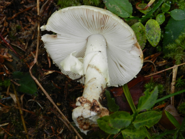 amanita citrina var. citrina?